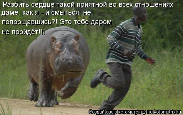 Разбить сердце такой приятной во всех отношениях даме, как я - и смыться, не попрощавшись?! Это теб... Котоматрица: Разбить сердце такой приятной во всех отношениях даме, как я - и смыться, не попрощавшись?! Это тебе даром не пройдёт!!!