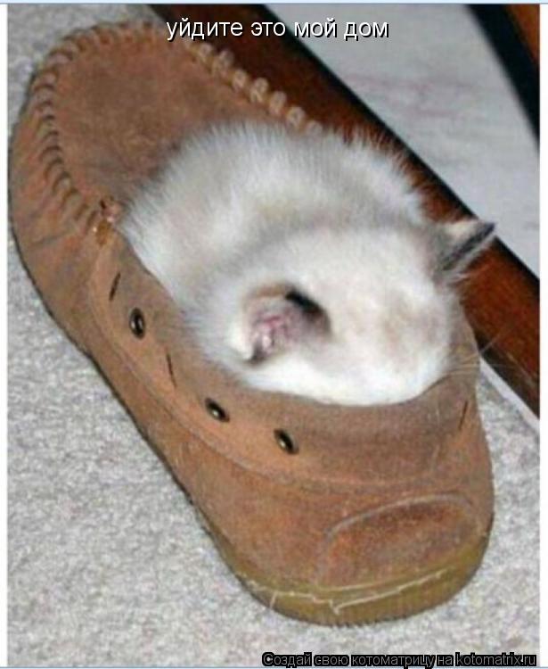 уйдите это мой дом... Котоматрица: уйдите это мой дом