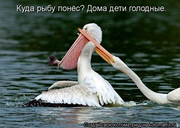 Куда рыбу понёс? Дома дети голодные.... Котоматрица: Куда рыбу понёс? Дома дети голодные.