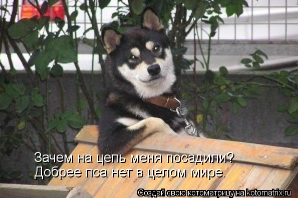 Зачем на цепь меня посадили? Добрее пса нет в целом мире.... Котоматрица: Зачем на цепь меня посадили? Добрее пса нет в целом мире.