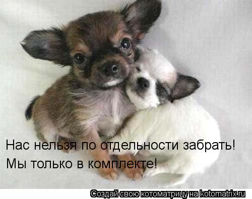 Нас нельзя по отдельности забрать! Мы только в комплекте!... Котоматрица: Нас нельзя по отдельности забрать! Мы только в комплекте!