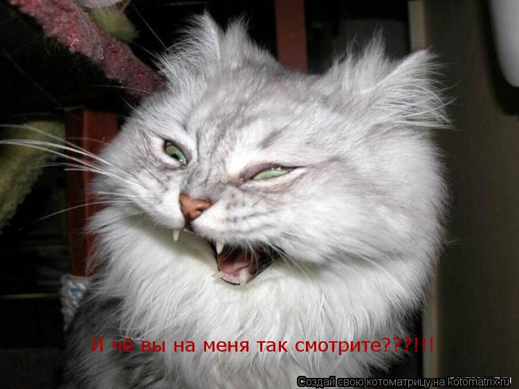 И чё вы на меня так смотрите???!!!... Котоматрица: И чё вы на меня так смотрите???!!!