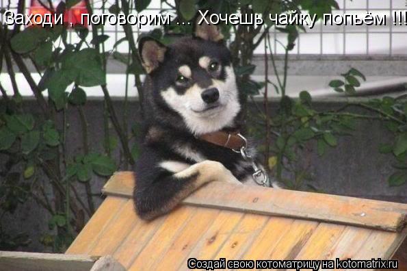 Заходи , поговорим ... Хочешь чайку попьём !!!... Котоматрица: Заходи , поговорим ... Хочешь чайку попьём !!!