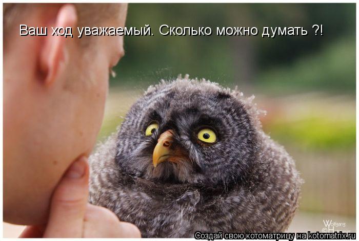 Котоматрица: Ваш ход уважаемый. Сколько можно думать ?!
