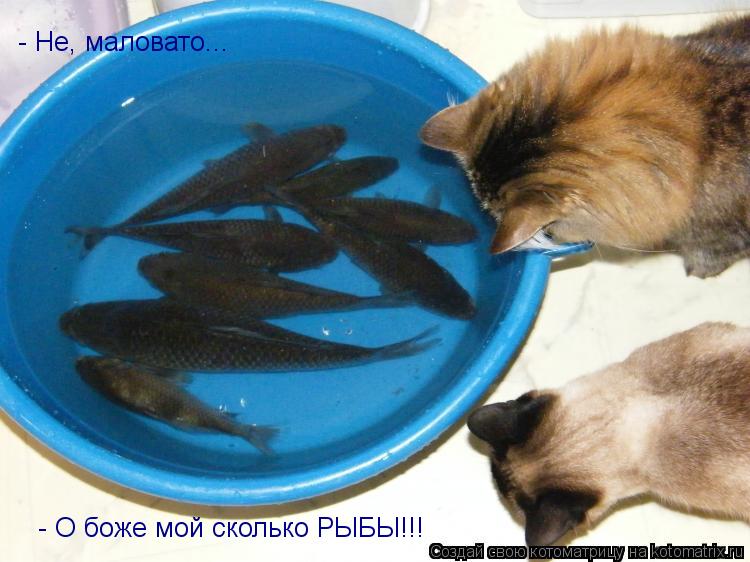 Котоматрица: - О боже мой сколько РЫБЫ!!! - Не, маловато...