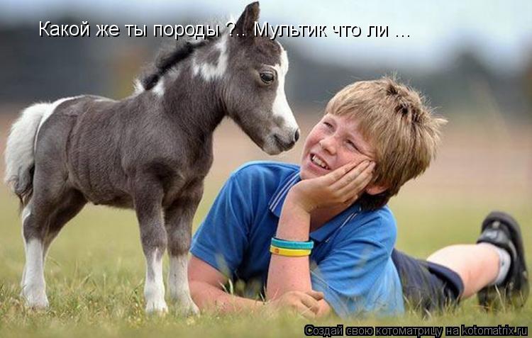 Котоматрица: Какой же ты породы ?.. Мультик что ли ...