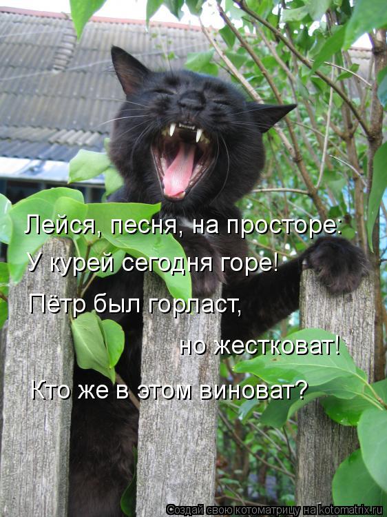 Котоматрица: Лейся, песня, на просторе: У курей сегодня горе! Пётр был горласт, но жестковат! Кто же в этом виноват?