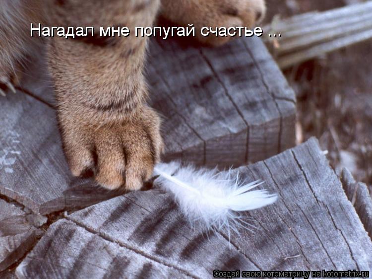 Котоматрица: Нагадал мне попугай счастье ...