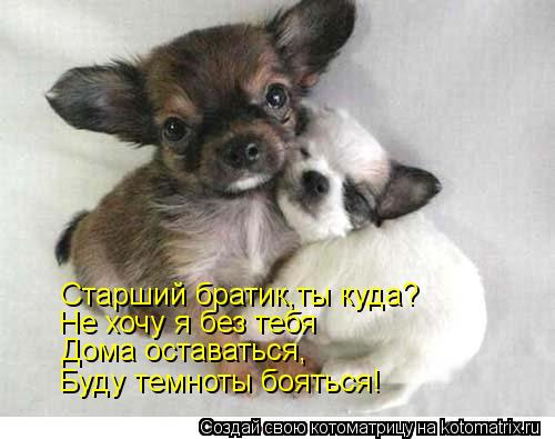 Котоматрица: Старший братик,ты куда? Не хочу я без тебя  Дома оставаться, Буду темноты бояться!