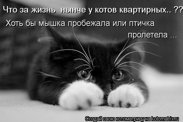 Котоматрица: Что за жизнь  нынче у котов квартирных.. ?? Хоть бы мышка пробежала или птичка  пролетела ...