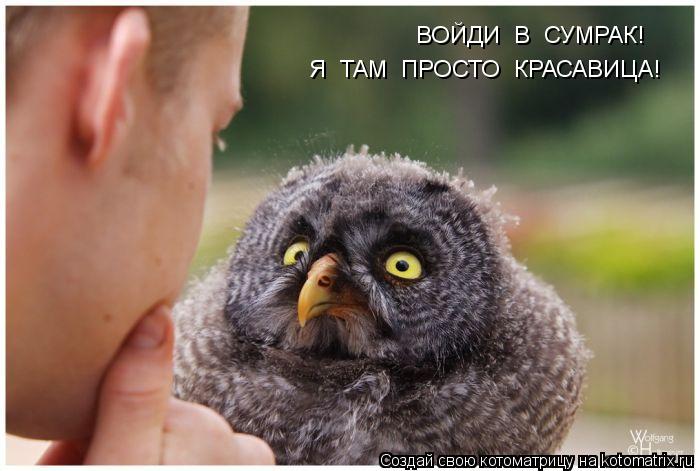 Котоматрица: ВОЙДИ  В  СУМРАК! Я  ТАМ  ПРОСТО  КРАСАВИЦА!
