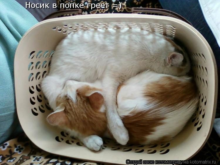 Котоматрица: Носик в попке греет =)
