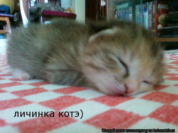 Котоматрица: личинка котэ)