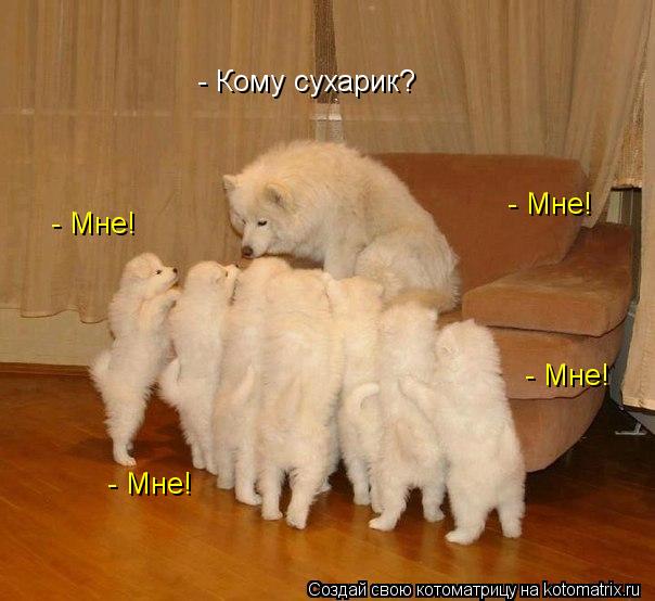 - Кому сухарик? - Мне! - Мне! - Мне! - Мне!... Котоматрица: - Кому сухарик? - Мне! - Мне! - Мне! - Мне!