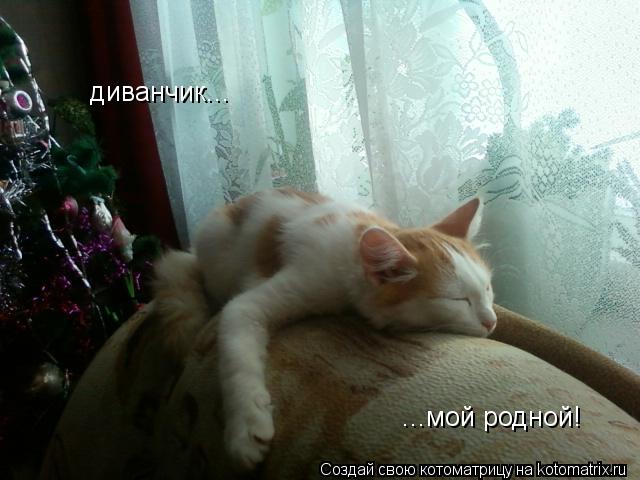 диванчик... ...мой родной!... Котоматрица: диванчик... ...мой родной!