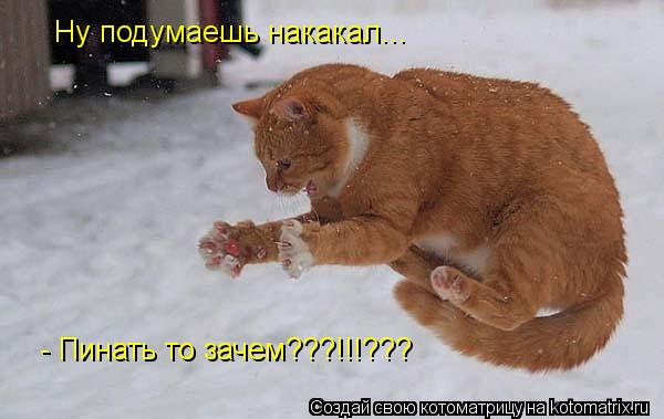 Ну подумаешь накакал... - Пинать то зачем???!!!???... Котоматрица: Ну подумаешь накакал... - Пинать то зачем???!!!???