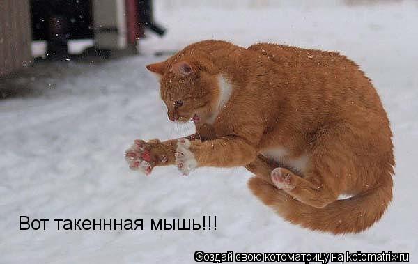 Вот такеннная мышь!!!... Котоматрица: Вот такеннная мышь!!!
