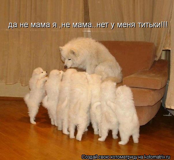 да не мама я ,не мама..нет у меня титьки!!!... Котоматрица: да не мама я ,не мама..нет у меня титьки!!!