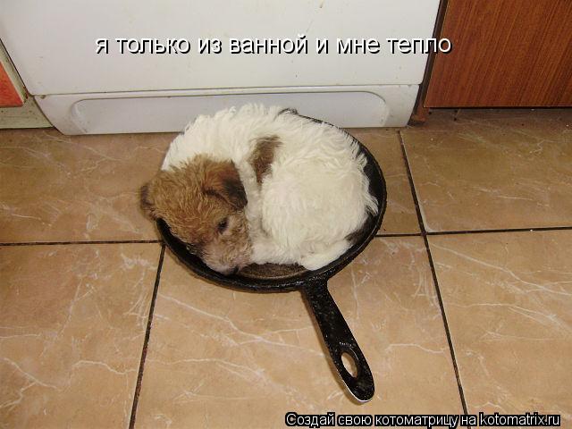 я только из ванной и мне тепло... Котоматрица: я только из ванной и мне тепло
