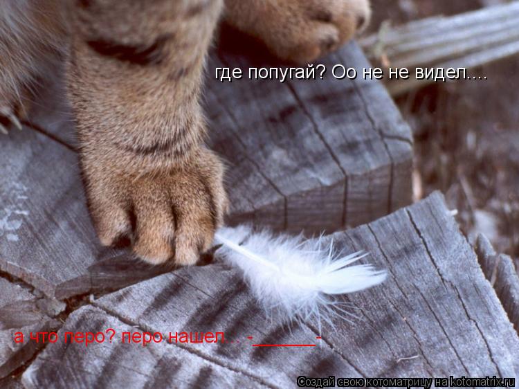 где попугай? Оо не не видел.... а что перо? перо нашел... -______-... Котоматрица: где попугай? Оо не не видел.... а что перо? перо нашел... -______-