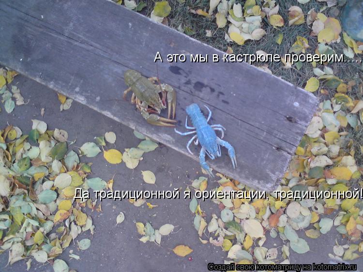 Да традиционной я ориентации, традиционной! А это мы в кастрюле проверим........ Котоматрица: Да традиционной я ориентации, традиционной! А это мы в кастрюле проверим.....