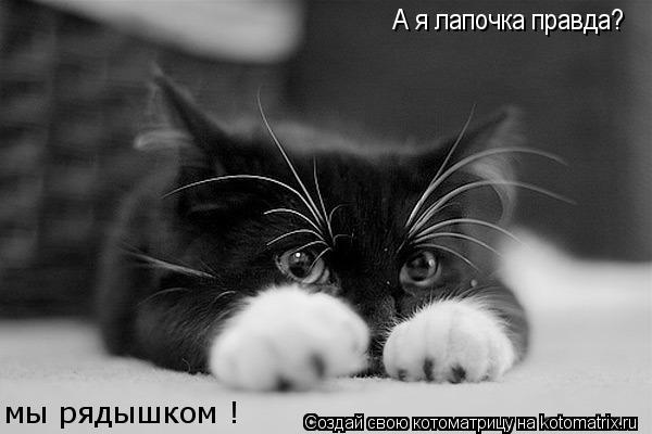 А я лапочка правда? мы рядышком !... Котоматрица: А я лапочка правда? мы рядышком !