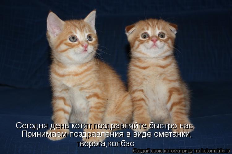 Сегодня день котят,поздравляйте быстро нас Принимаем поздравления в виде сметанки, творога,колбас... Котоматрица: Сегодня день котят,поздравляйте быстро нас Принимаем поздравления в виде сметанки, творога,колбас