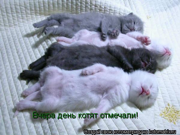 Вчера день котят отмечали!... Котоматрица: Вчера день котят отмечали!