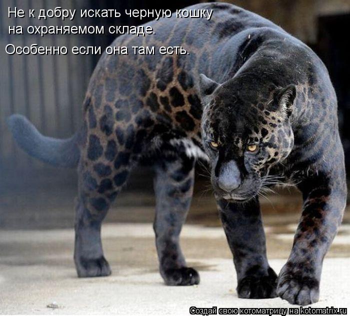 Не к добру искать черную кошку на охраняемом складе. Особенно если она там есть.... Котоматрица: Не к добру искать черную кошку на охраняемом складе. Особенно если она там есть.