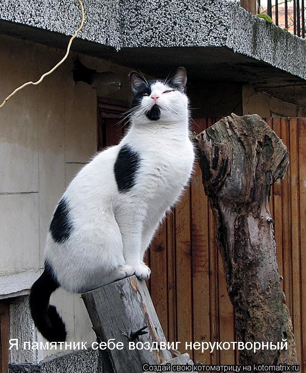 ... Котоматрица: