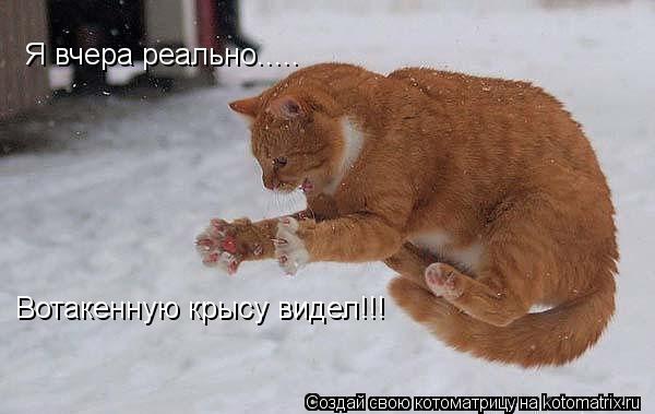 Я вчера реально..... Вотакенную крысу видел!!!... Котоматрица: Я вчера реально..... Вотакенную крысу видел!!!