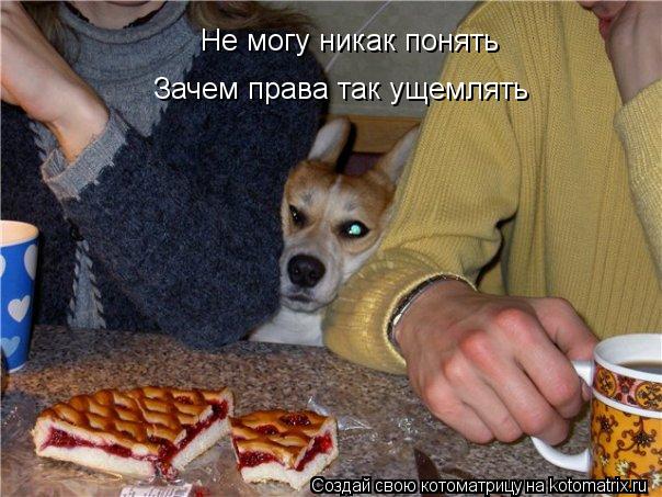 Не могу никак понять Зачем права так ущемлять... Котоматрица: Не могу никак понять Зачем права так ущемлять