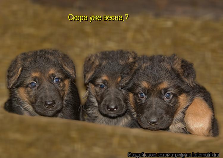 Скора уже весна,?... Котоматрица: Скора уже весна,?