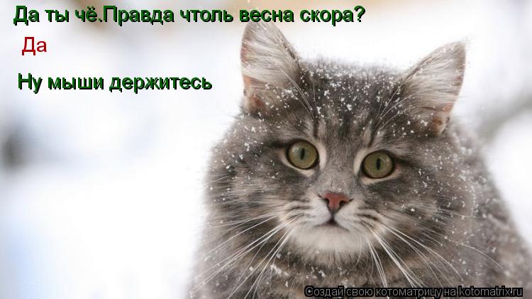 Да ты чё.Правда чтоль весна скора? Да Ну мыши держитесь... Котоматрица: Да ты чё.Правда чтоль весна скора? Да Ну мыши держитесь