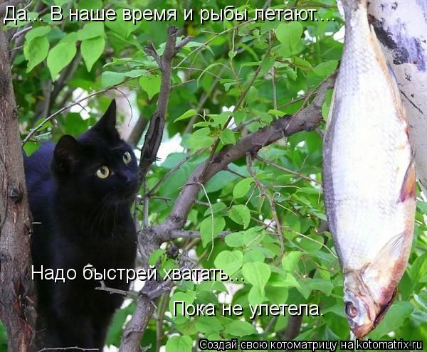 Да... В наше время и рыбы летают.... Надо быстрей хватать... Пока не улетела.... Котоматрица: Да... В наше время и рыбы летают.... Надо быстрей хватать... Пока не улетела.