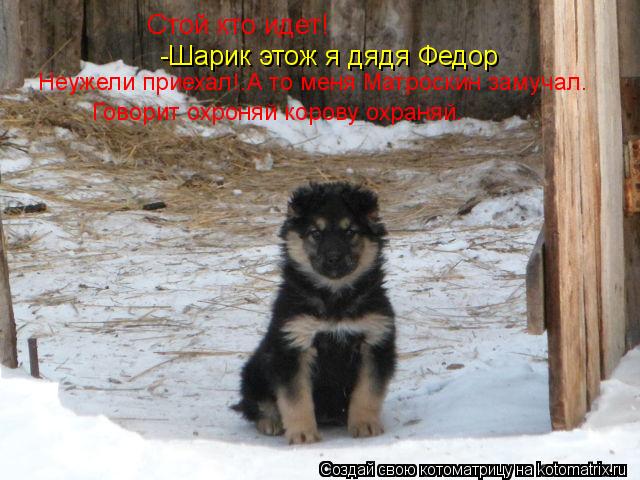 Стой кто идет! -Шарик этож я дядя Федор Неужели приехал!.А то меня Матроскин замучал. Говорит охроняй... Котоматрица: Стой кто идет! -Шарик этож я дядя Федор Неужели приехал!.А то меня Матроскин замучал. Говорит охроняй корову охраняй.