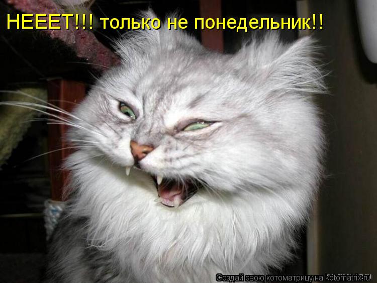 НЕЕЕТ!!! только не понедельник!!... Котоматрица: НЕЕЕТ!!! только не понедельник!!