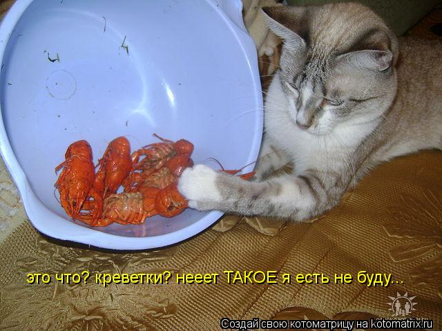 это что? креветки? нееет ТАКОЕ я есть не буду...... Котоматрица: это что? креветки? нееет ТАКОЕ я есть не буду...