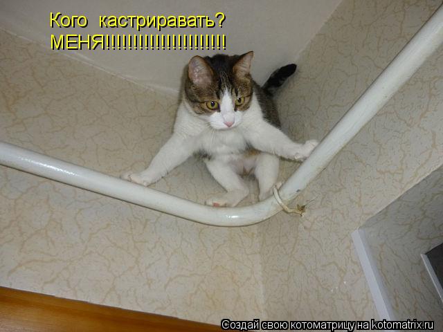 Кого кастриравать? МЕНЯ!!!!!!!!!!!!!!!!!!!!!!... Котоматрица: Кого кастриравать? МЕНЯ!!!!!!!!!!!!!!!!!!!!!!