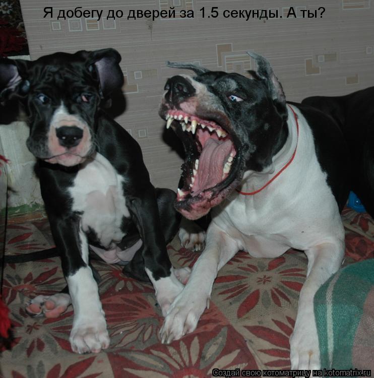Я добегу до дверей за 1.5 секунды. А ты?... Котоматрица: Я добегу до дверей за 1.5 секунды. А ты?