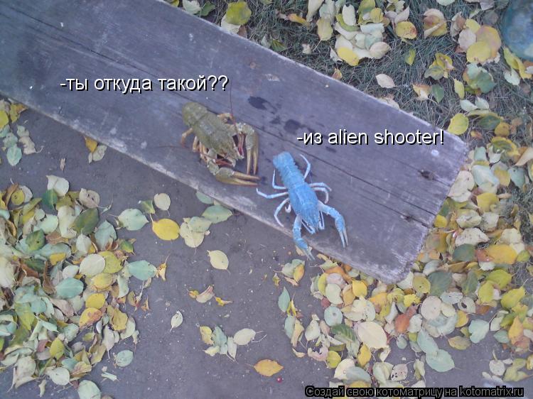 -ты откуда такой?? -из alien shooter!... Котоматрица: -ты откуда такой?? -из alien shooter!