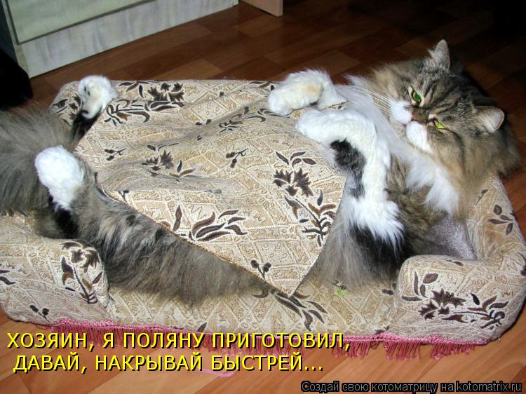 ХОЗЯИН, Я ПОЛЯНУ ПРИГОТОВИЛ, ДАВАЙ, НАКРЫВАЙ БЫСТРЕЙ...... Котоматрица: ХОЗЯИН, Я ПОЛЯНУ ПРИГОТОВИЛ, ДАВАЙ, НАКРЫВАЙ БЫСТРЕЙ...
