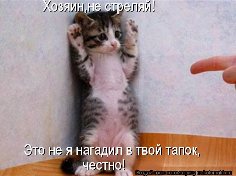 Хозяин,не стреляй! Это не я нагадил в твой тапок, честно!... Котоматрица: Хозяин,не стреляй! Это не я нагадил в твой тапок, честно!