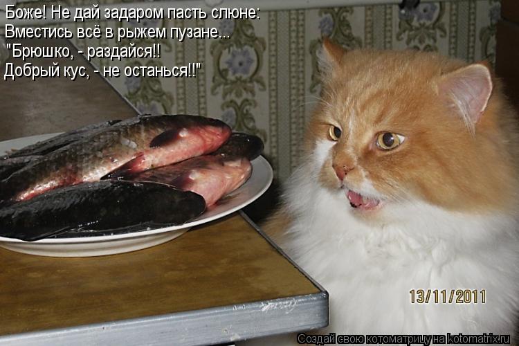 Боже! Не дай задаром пасть слюне: Вместись всё в рыжем пузане... "Брюшко, - раздайся!! Добрый кус, - ... Котоматрица: Боже! Не дай задаром пасть слюне: Вместись всё в рыжем пузане... "Брюшко, - раздайся!! Добрый кус, - не останься!!"