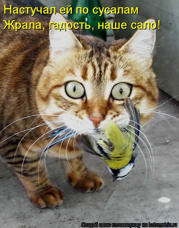 Настучал ей по сусалам Жрала, гадость, наше сало!... Котоматрица: Настучал ей по сусалам Жрала, гадость, наше сало!