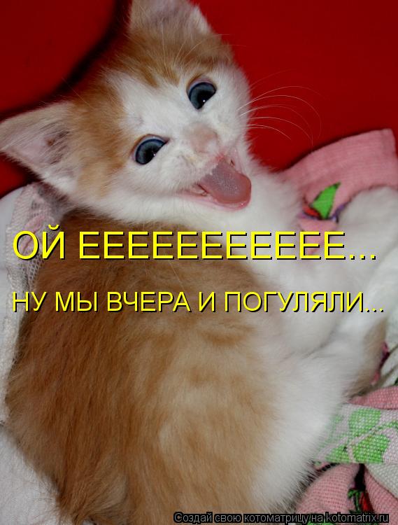 ОЙ ЕЕЕЕЕЕЕЕЕЕЕ... НУ МЫ ВЧЕРА И ПОГУЛЯЛИ...... Котоматрица: ОЙ ЕЕЕЕЕЕЕЕЕЕЕ... НУ МЫ ВЧЕРА И ПОГУЛЯЛИ...