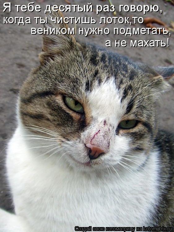 Я тебе десятый раз говорю, когда ты чистишь лоток,то веником нужно подметать, а не махать!... Котоматрица: Я тебе десятый раз говорю, когда ты чистишь лоток,то веником нужно подметать, а не махать!