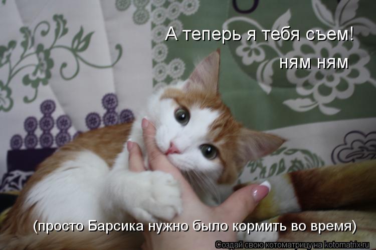А теперь я тебя съем! ням ням (просто Барсика нужно было кормить во время)... Котоматрица: А теперь я тебя съем! ням ням (просто Барсика нужно было кормить во время)