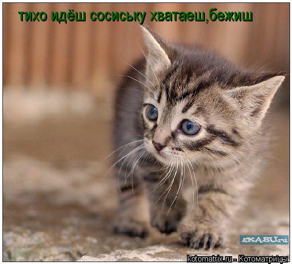 тихо идёш сосиську хватаеш,бежиш... Котоматрица: тихо идёш сосиську хватаеш,бежиш