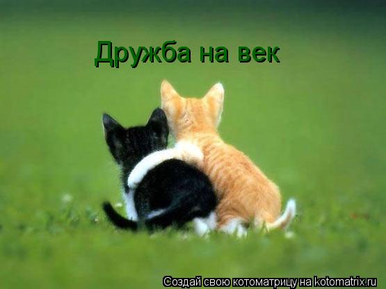 Дружба на век... Котоматрица: Дружба на век